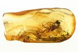 Two Detailed Fossil Fungus Gnats (Mycetophilidae) In Baltic Amber #288621-1